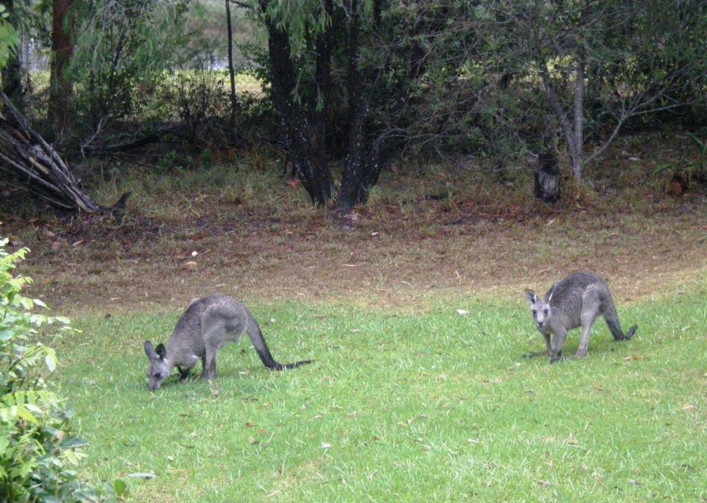 Wombatalla Kangaroo Valley Exterior foto